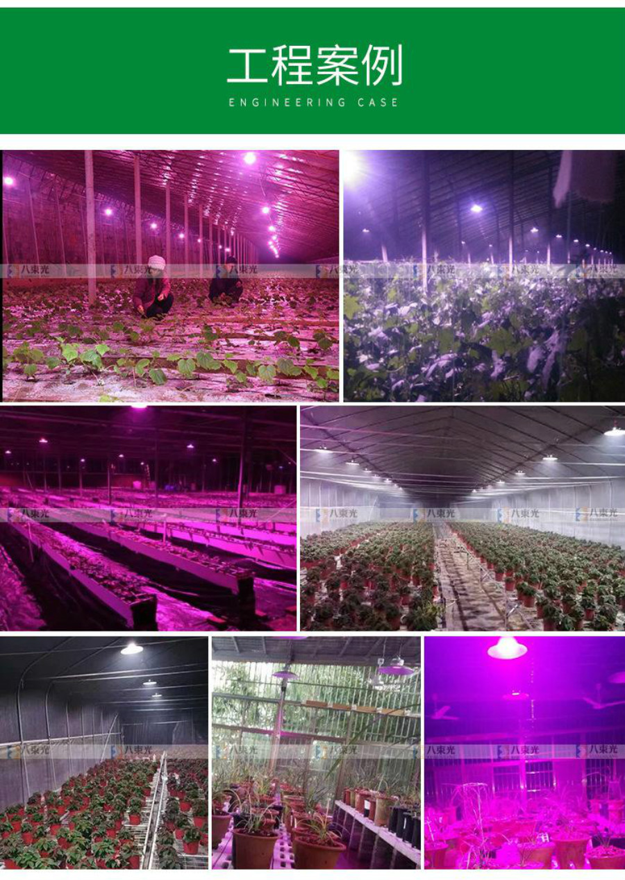 山东省丹东市东港草莓种植基地使用宏阳照明生产的LED草莓补光灯案例