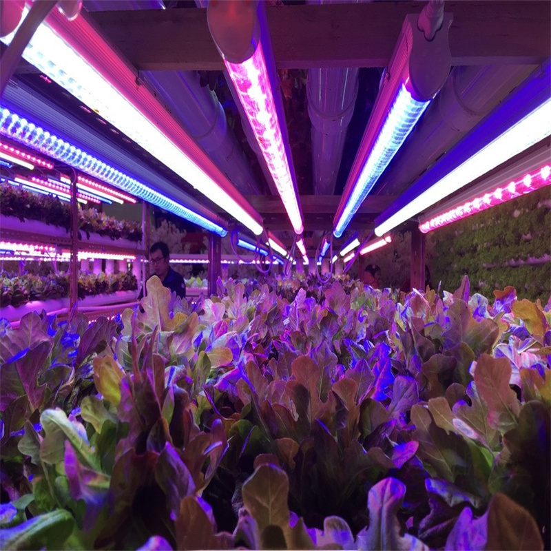 led植物照明灯 led植物生长灯 l西红柿生长灯管 西红柿大棚生长灯管