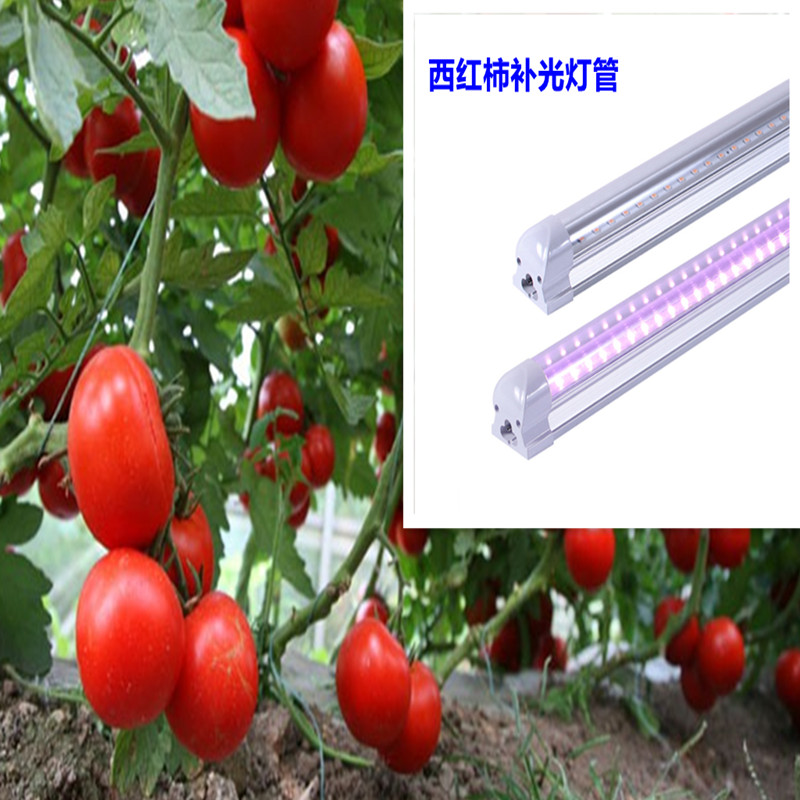温室西红柿用什么补光灯 西红柿补光灯厂家 深圳市宏阳植物照明公司