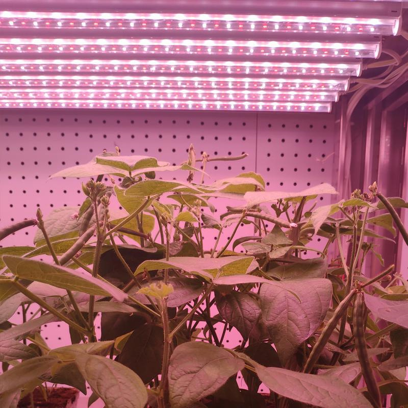 全光谱植物补光灯对人体有危害吗？全光谱植物补光灯离近会伤植物吗？