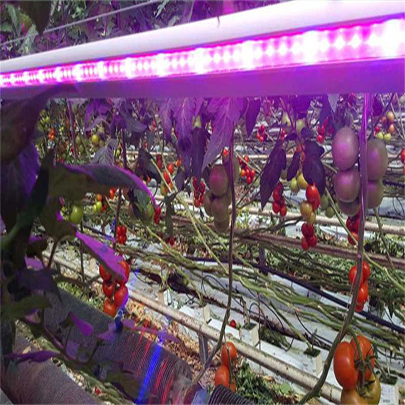 深圳植物灯厂家直销1.2米18W植物灯管 T8双排灯珠植物生长灯管 西红柿植物灯