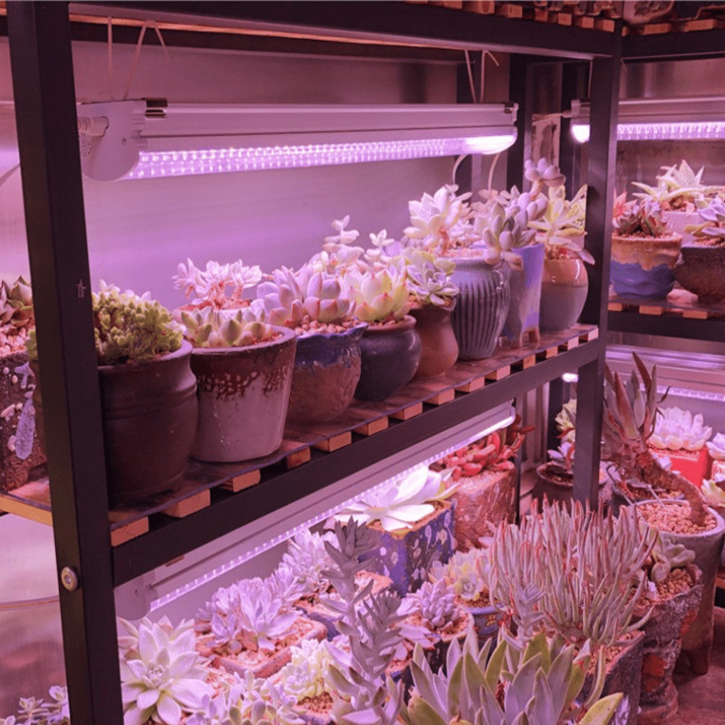 深圳植物补光灯厂家供应1.2米植物补光灯管 温室多肉补光灯管 T8植物补光灯管