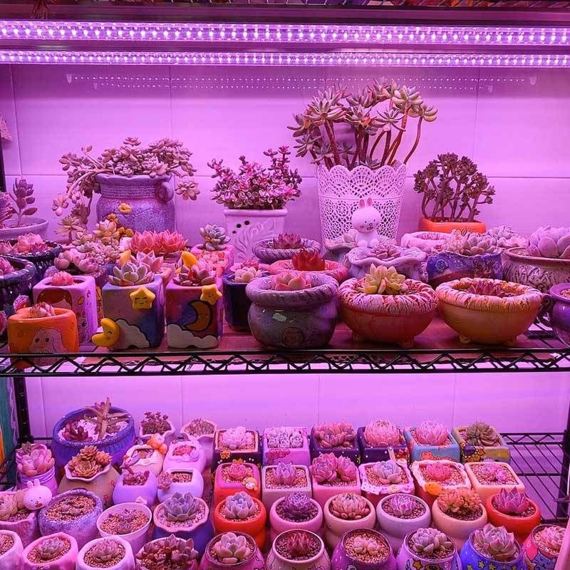 多肉led植物灯 多肉植物led灯 多肉植物照led灯 多肉植物用LED灯